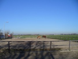 החווה של מריקה במרכז הולנד